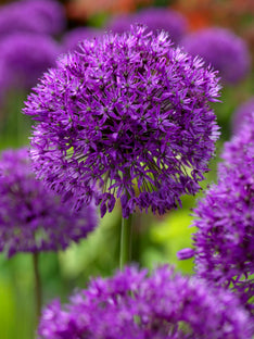 Allium Purple Sensation (Zierlauch)