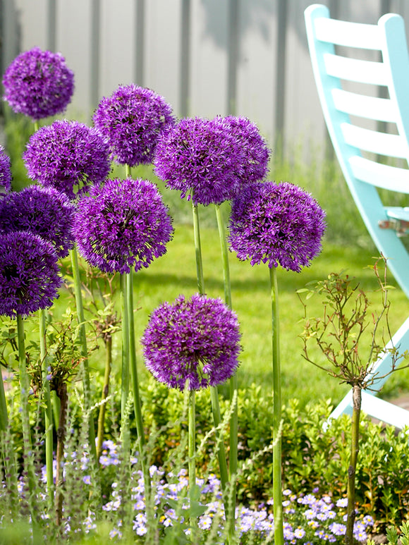 Allium Zierlauch Blumenzwiebeln Purple Sensation