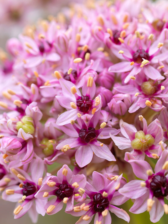 Kaufen Allium Red Eye