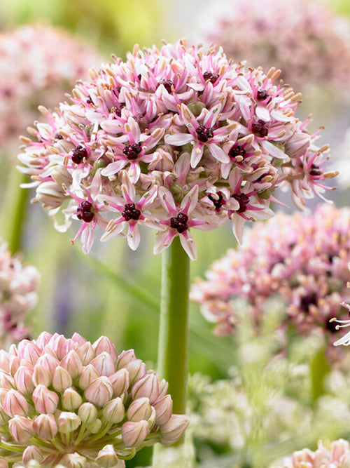 Kaufen Allium Red Eye - DutchGrown