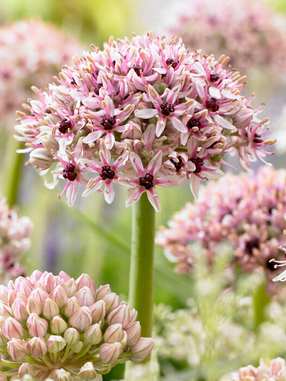 Kaufen Allium Red Eye - DutchGrown