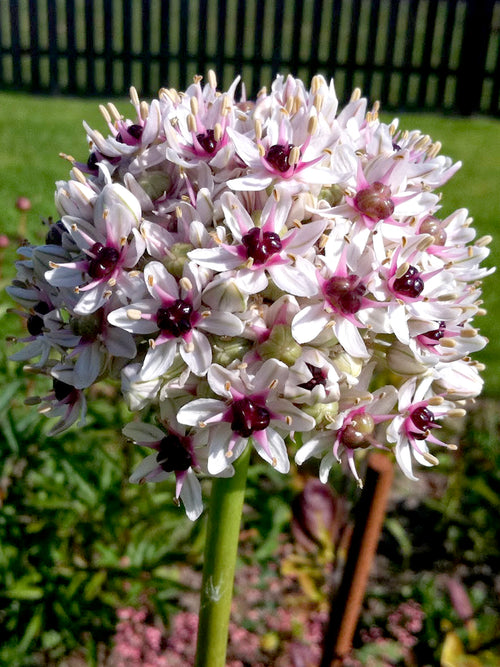 Kaufen Allium Red Eye - DutchGrown