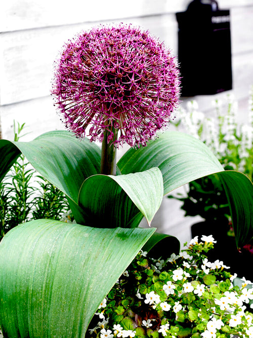 Allium Zierlauch Red Giant Zwiebeln