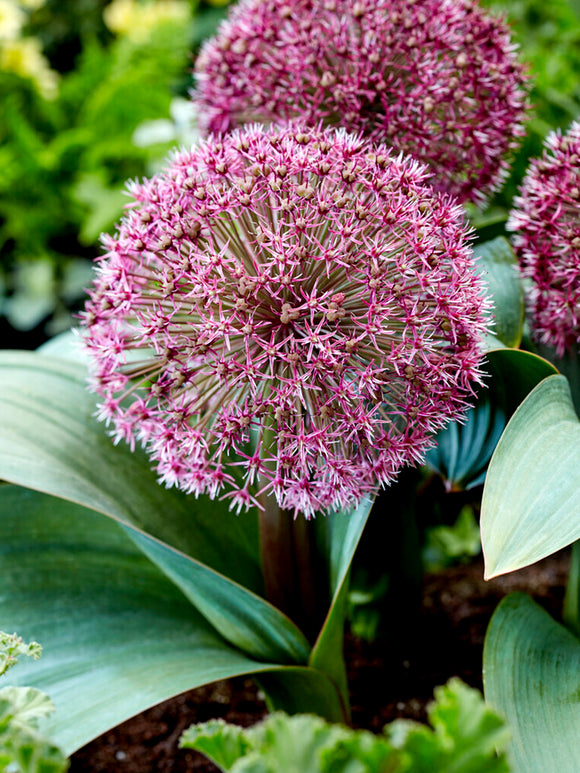 Allium Zierlauch Red Giant Zwiebeln