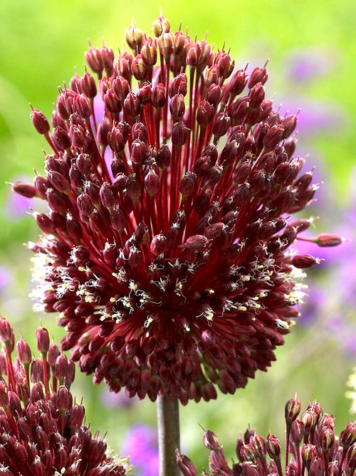 Allium Red Mohican (Zierlauch) Blumenzwiebeln
