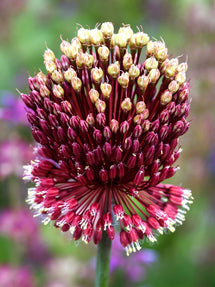 Allium Red Mohican (Zierlauch)