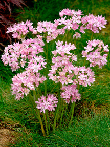 Allium Roseum (Rosenlauch)