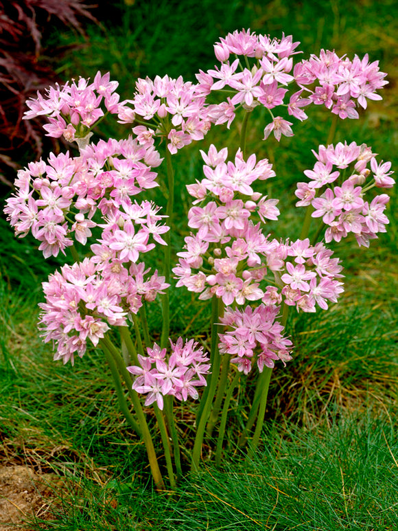 Rosenlauch Allium kaufen