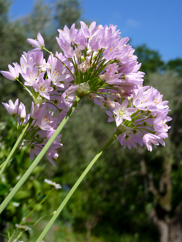 Allium Roseum Blumenzwiebeln - Rosenlauch Allium