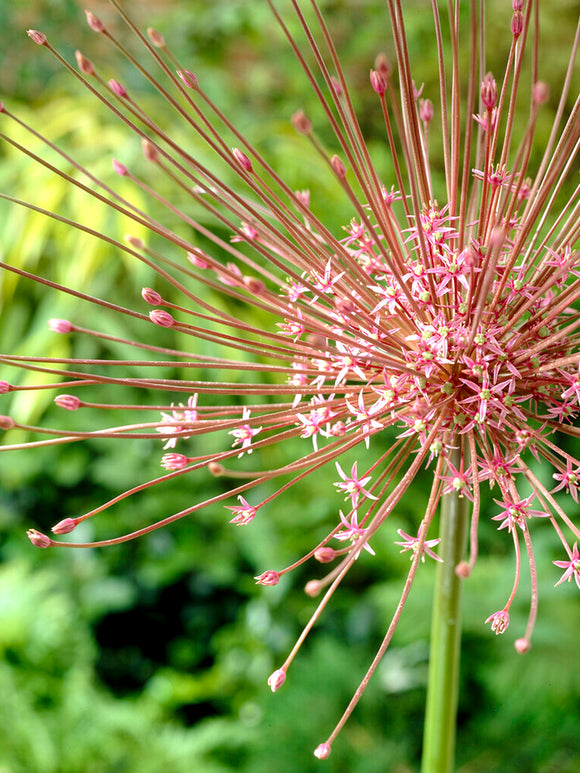 Allium schubertii (Zierlauch) Kaufen