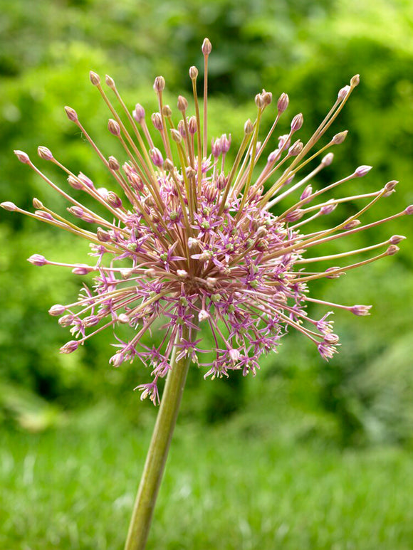 Allium Schubertii Igelkolben Bestellen