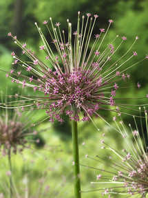 Allium Schubertii