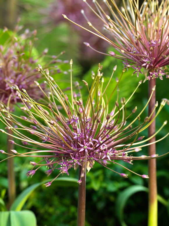 Allium Schubertii Igelkolben kaufen aus Holland