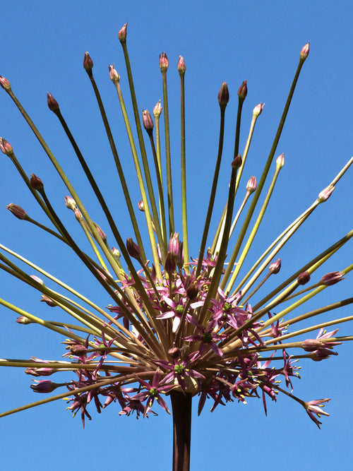 Allium Schubertii Igelkolben kaufen aus Holland