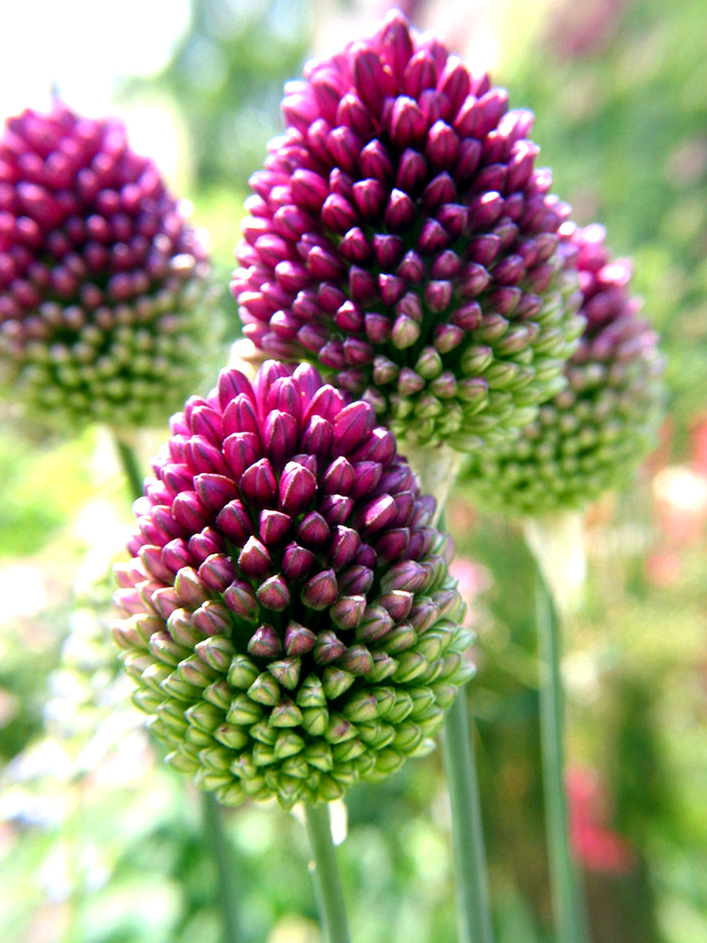 Allium sphaerocephalon (Kugelköpfiger Lauch) DutchGrown™