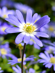 Balkan-Windröschen Blue Shades (Anemone blanda)
