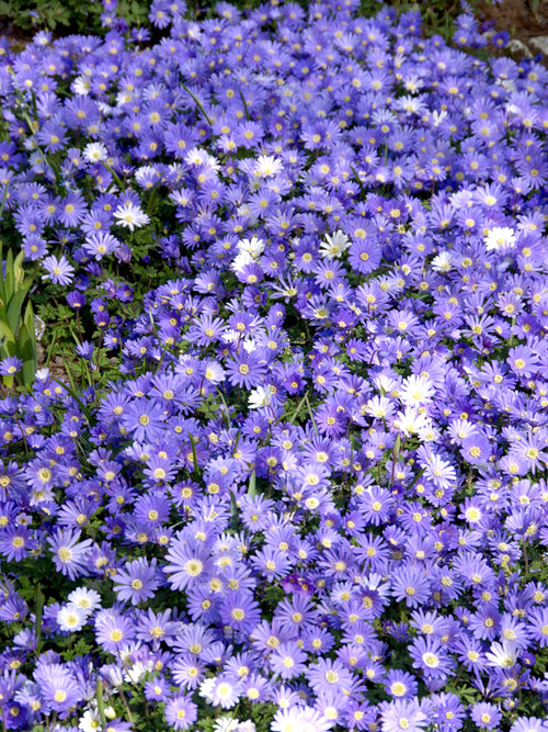 'Blue Shades' Strahlen-Anemone Blumenzwiebeln