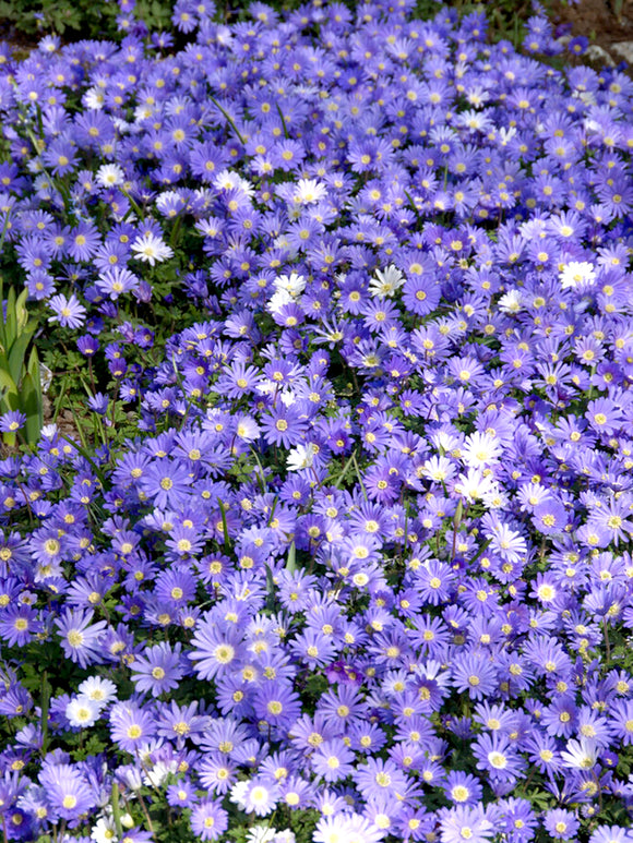 'Blue Shades' Strahlen-Anemone Blumenzwiebeln