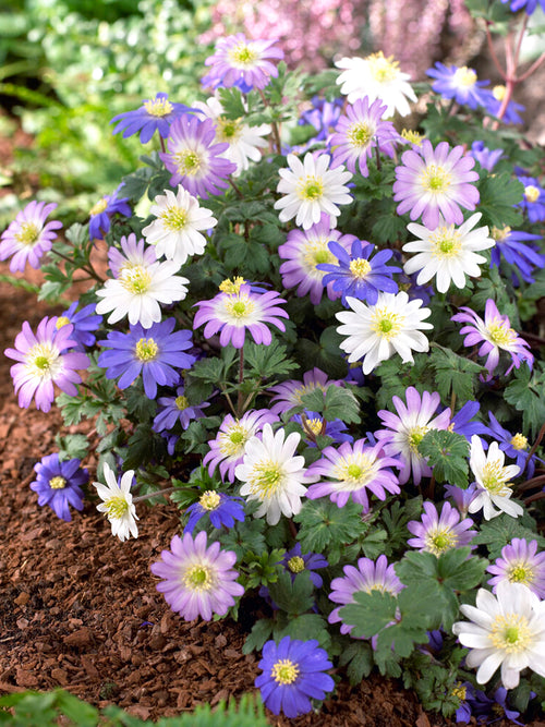 Anemone blanda, Balkan-Windröschen-Mischung Blumenzwiebeln