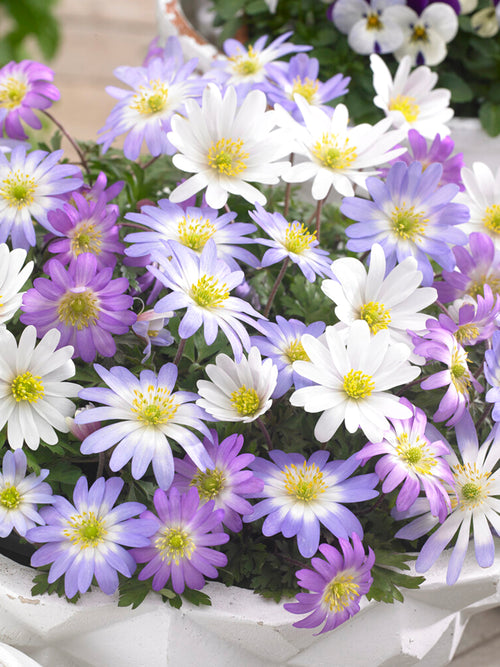 Anemone blanda, Balkan-Windröschen-Mischung