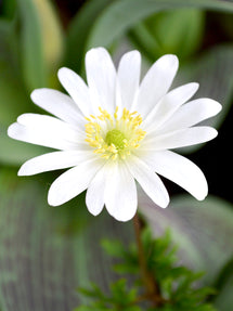 Balkan-Windröschen White Splendour (Anemone blanda)