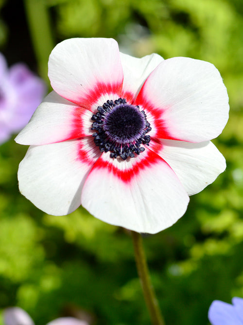Kronen-Anemone 'De Caen Bicolor' online kaufen