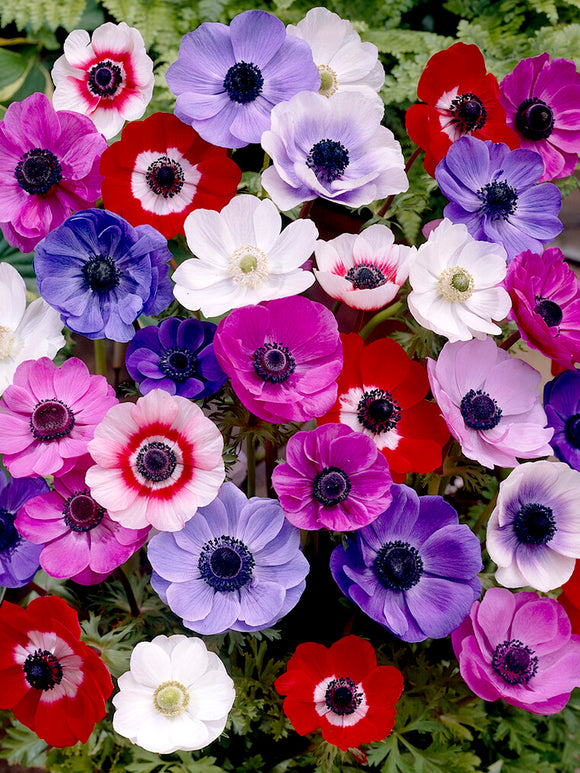 Anemonen de Caen Mischung Blumenzwiebeln