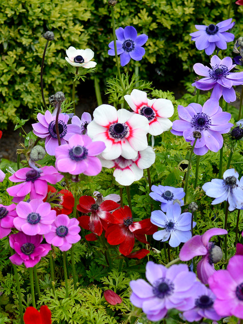 Anemonen zwiebeln 