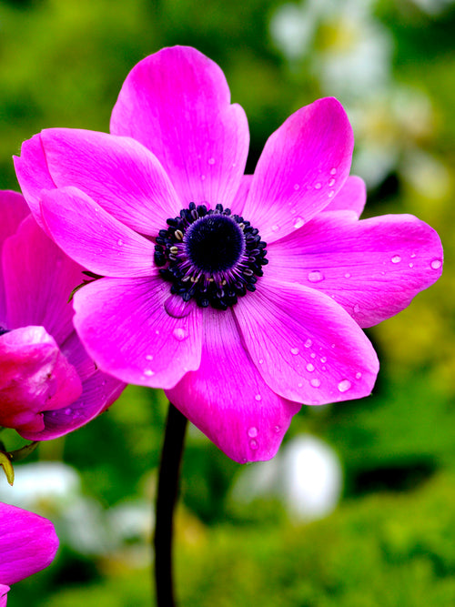 Anemone coronaria 'De Caen Sylphide' - Kaufen