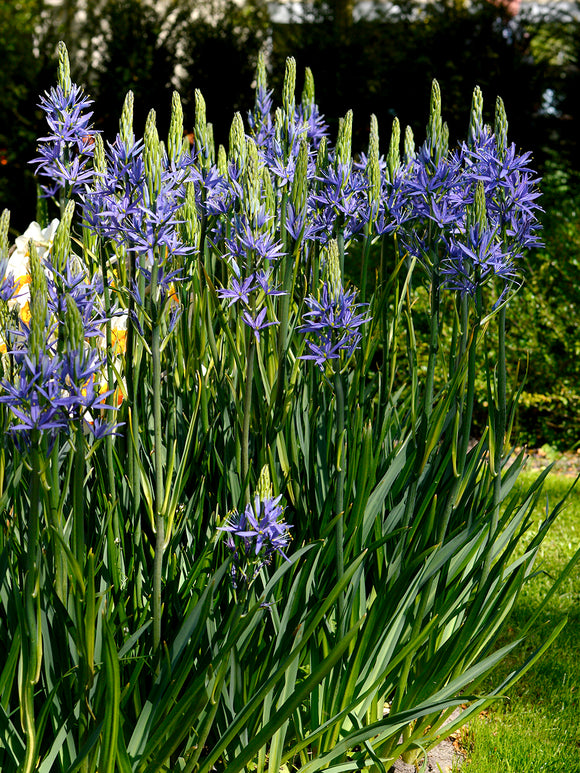 Camassia Esculenta Blumenzwiebeln Bestellen