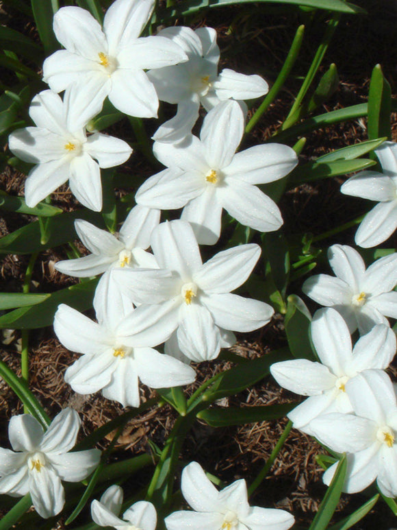 Sternhyazinthen (Chionodoxa) - Blumenzwiebeln von DutchGrown aus Holland
