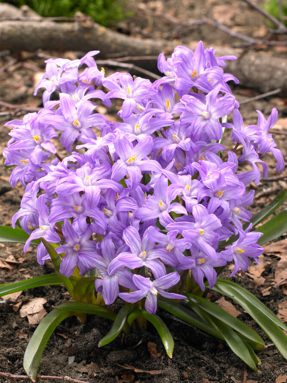 Chionodoxa luciliae 'Violet Beauty' (Gewöhnlicher Schneeglanz)