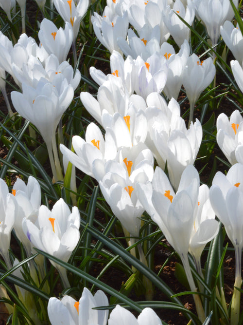 Weiße Krokus Blumenzwiebeln