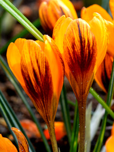 Krokus Oranger Monarch
