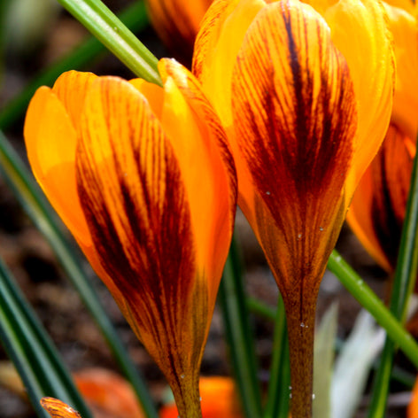 Krokus Orange Monarch kaufen