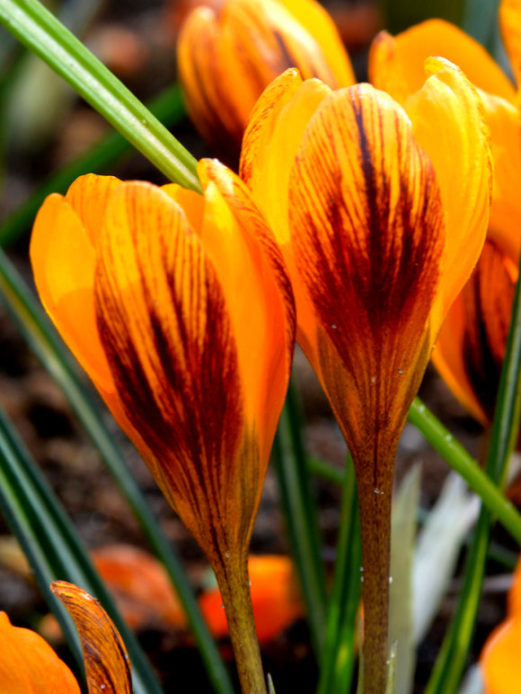 Krokus Orange Monarch kaufen