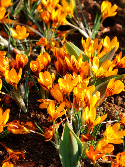 Krokus Orange Monarch kaufen