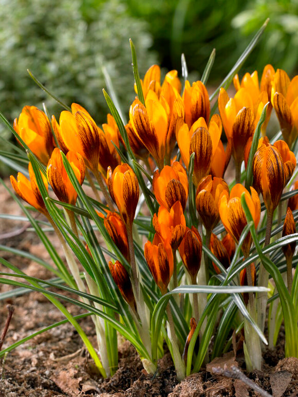 Krokuszwiebeln Orange Monarch