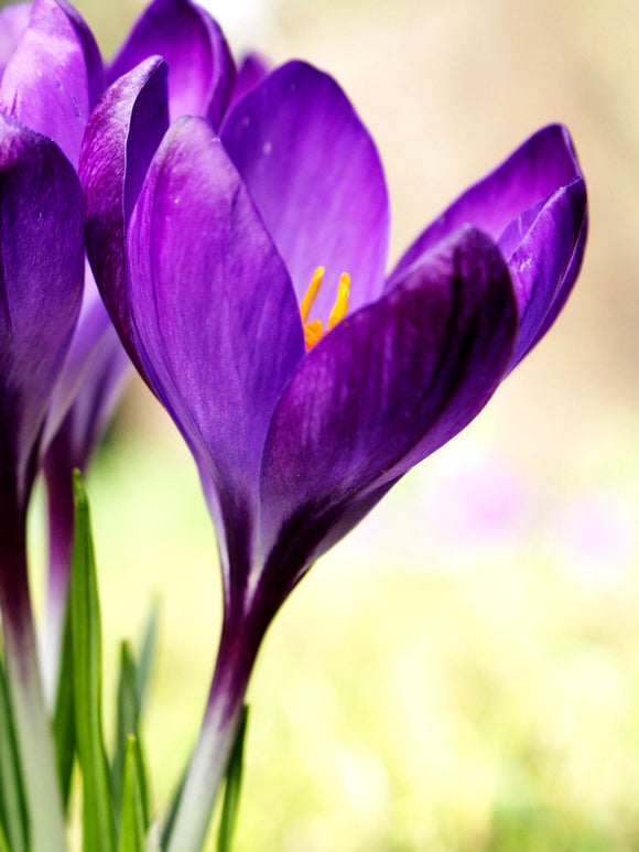 Krokus Remembrance Lila Blumenzwiebeln für die Herbstpflanzung