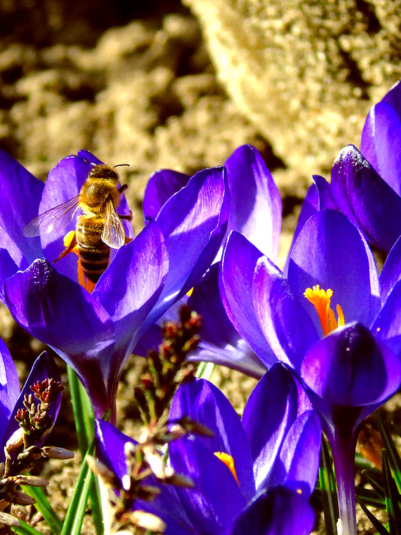 Krokus Remembrance Lila Blumenzwiebeln für die Herbstpflanzung