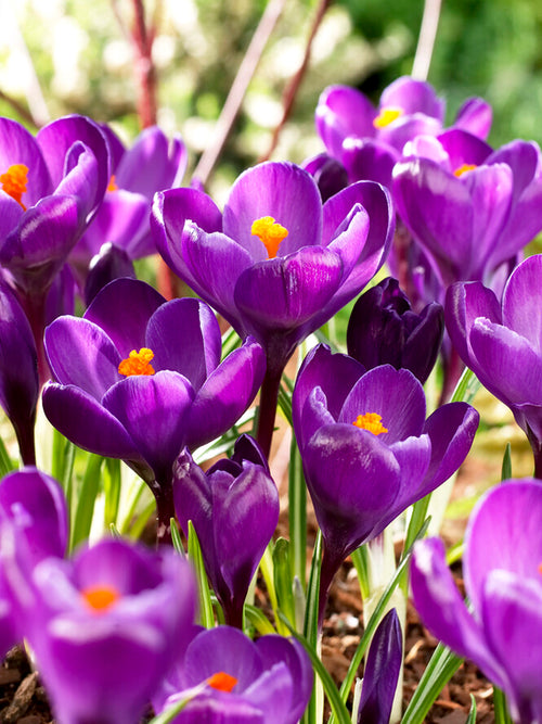 Krokus Remembrance Lila Blumenzwiebeln für die Herbstpflanzung