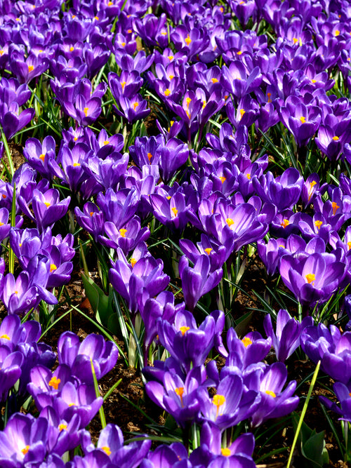 Krokus Remembrance Lila Blumenzwiebeln für die Herbstpflanzung