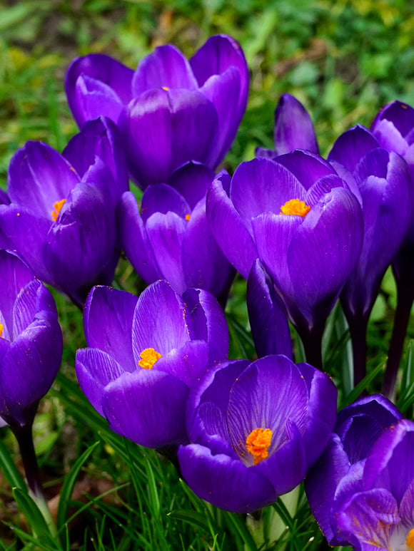 Krokus Remembrance Lila Blumenzwiebeln für die Herbstpflanzung