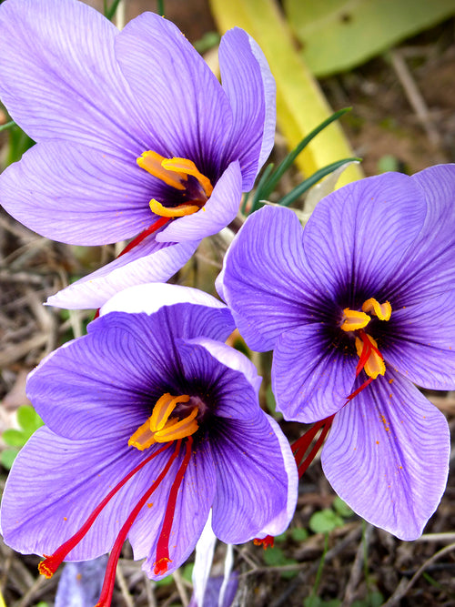 Krokus Sativus (Safrankrokus)