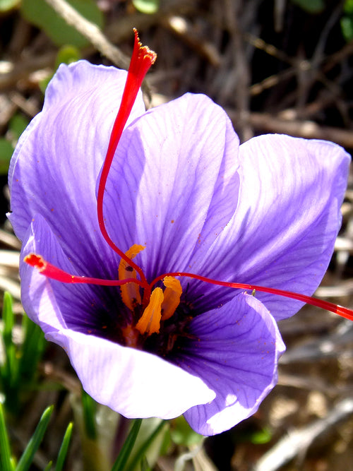 Krokus ‚Sativus‘ (Safrankrokus) Blumenzwiebeln