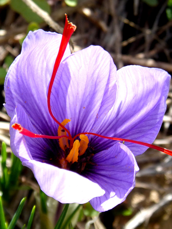 Krokus ‚Sativus‘ (Safrankrokus) Blumenzwiebeln