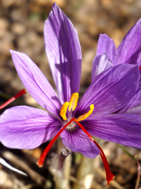 Safrankrokus Kaufen