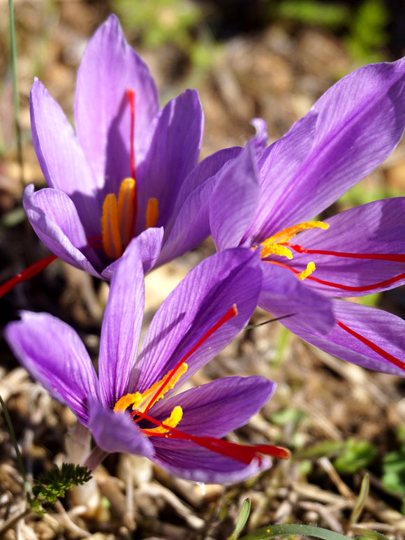 Krokus ‚Sativus‘ (Safrankrokus) Blumenzwiebeln