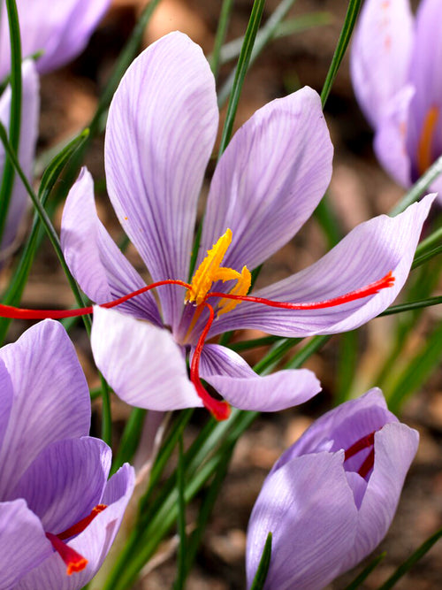 Safrankrokus Blumenzwiebeln