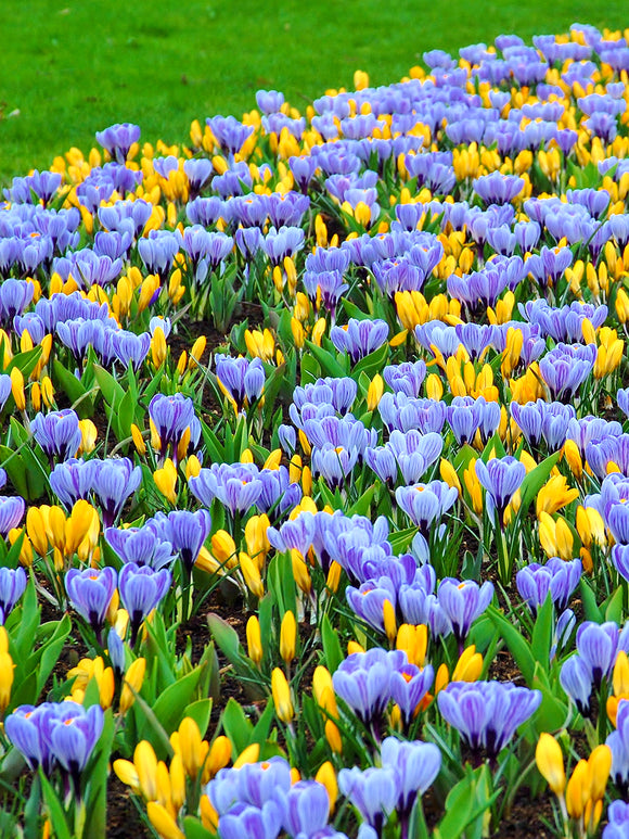 Gelbe und blaue Krokuszwiebeln